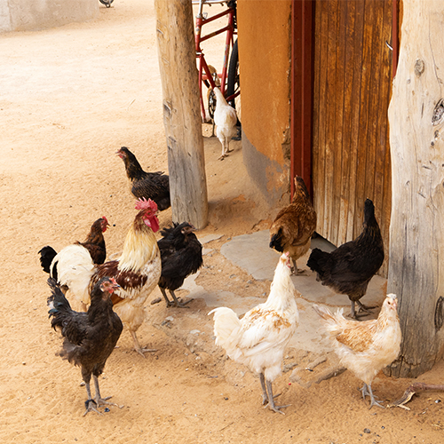 Cliquer ici pour obtenir plus d'informations sur Des poulets pour des jours...et des jours...et des jours